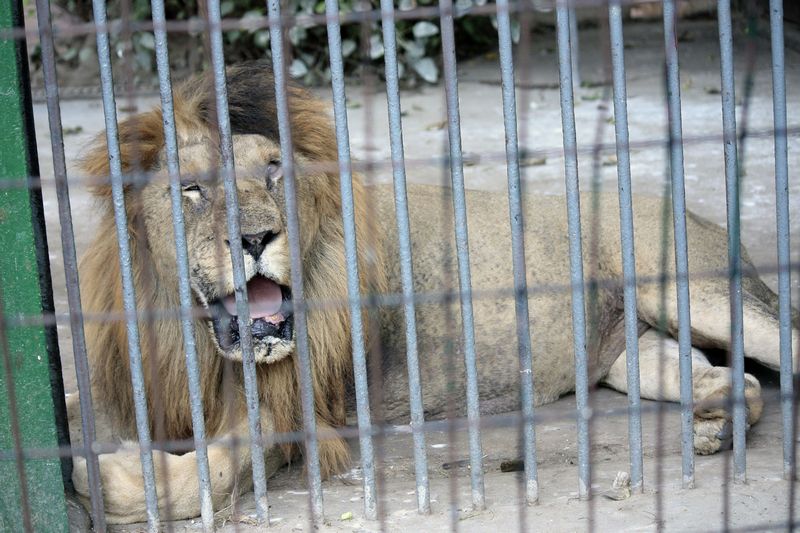 檻の中のライオン
